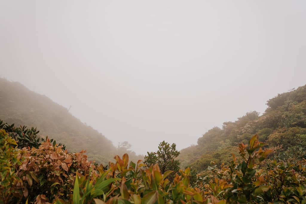 greenery with mist at Monteverde Cloud Forest Biological Preserve