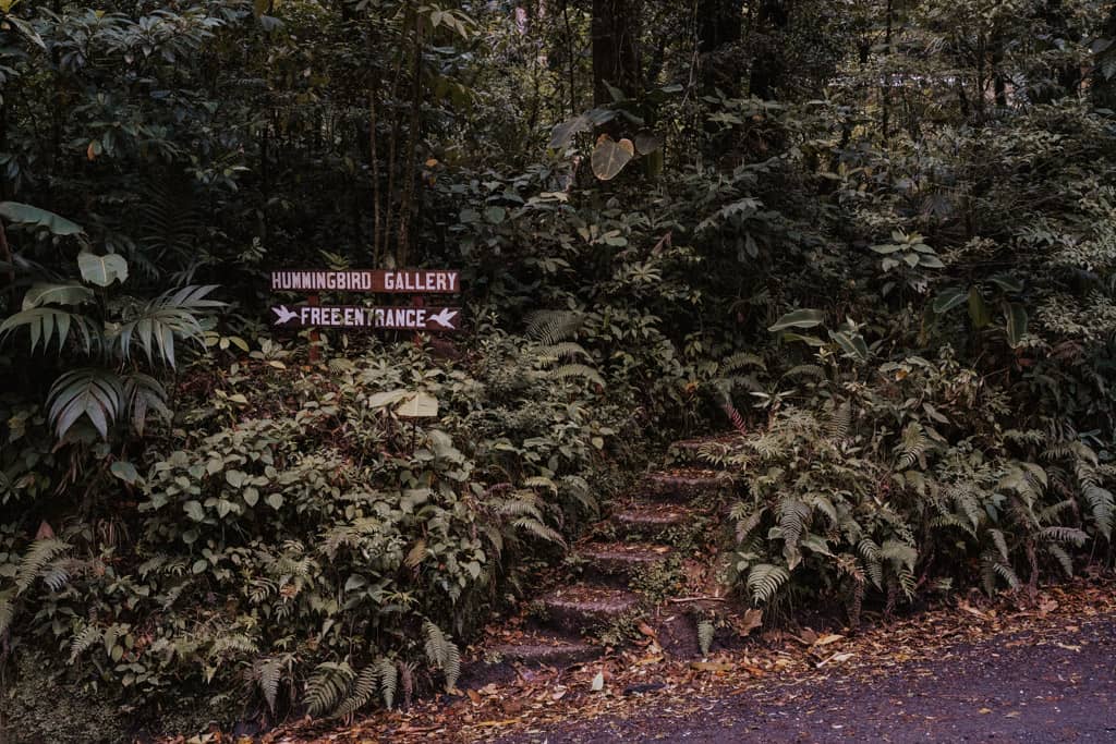 stone steps leading into rainforest with wood sign saying hummingbird gallery free entrance at Monteverde Cloud Forest reserve