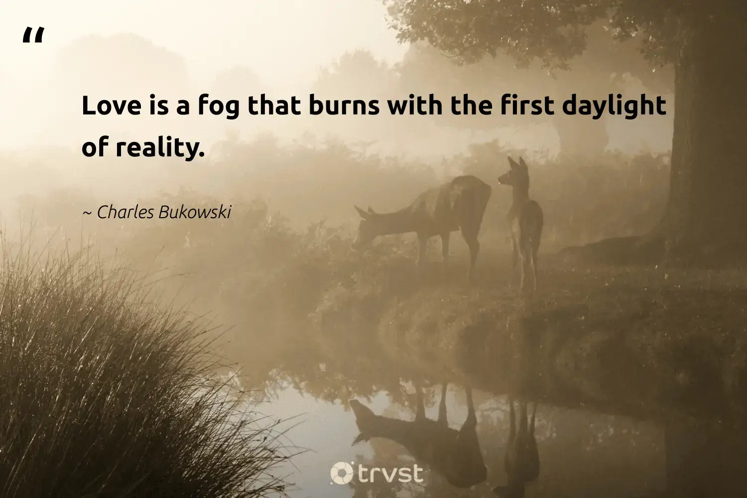 66 Fog Quotes for Those Quiet Misty Morning Reflections (2024)