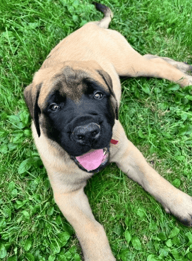 Introduction to APIs in Google Cloud