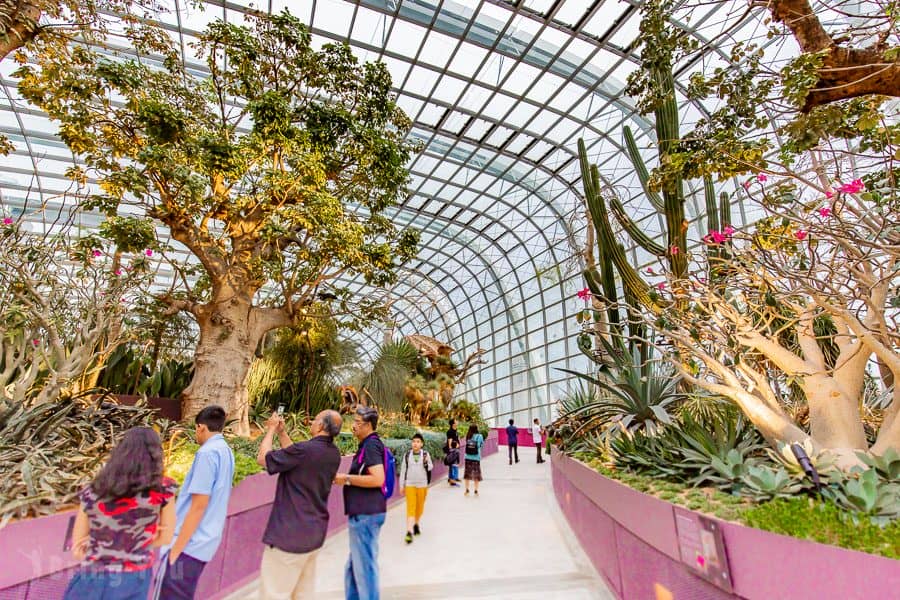 【新加坡濱海灣花園景點】天空樹、空中步道、花穹、霧林溫室怎麼玩（含門票與交通攻略）