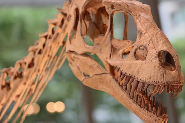 Dating Site in Houston