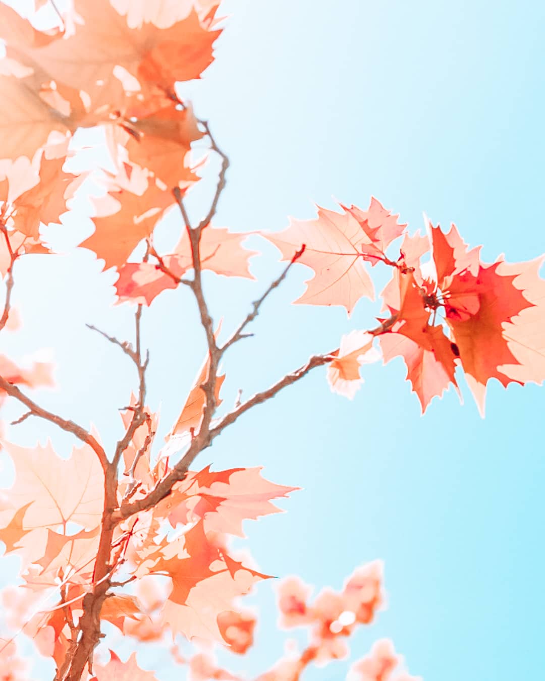 101 Date Ideas in Houston: Romantic Things To Do in Houston