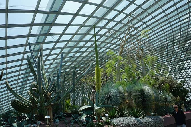 Cloud Forest + Supertree Observatory