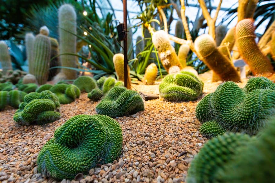 【新加坡濱海灣花園景點】天空樹、空中步道、花穹、霧林溫室怎麼玩（含門票與交通攻略）