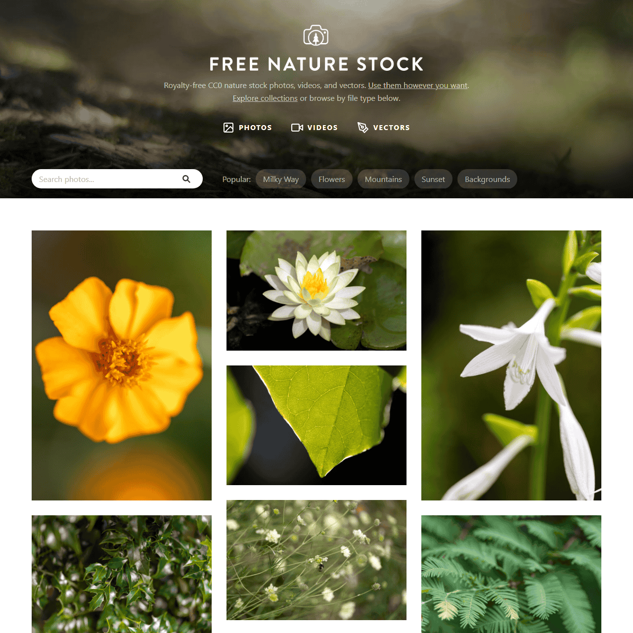 Free Nature Stock